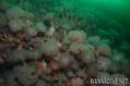 foto de buceo