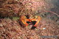 foto de buceo