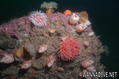 foto de buceo