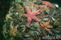 foto de buceo