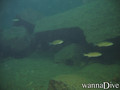 foto de buceo