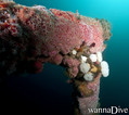foto de buceo