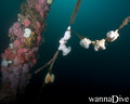 foto de buceo