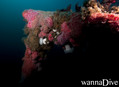 foto de buceo