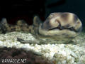 foto de buceo
