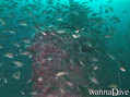 foto de buceo