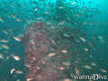 foto de buceo