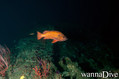 foto de buceo