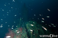 foto de buceo