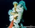foto de buceo