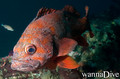 foto de buceo