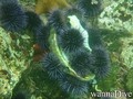 foto de buceo