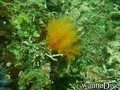 foto de buceo