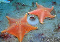 foto de buceo