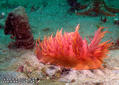foto de buceo
