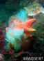 foto de buceo