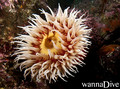 foto de buceo