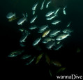 foto de buceo