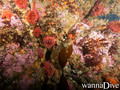 foto de buceo