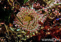 foto de buceo
