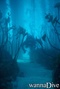 foto de buceo