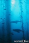 foto de buceo