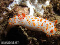 foto de buceo