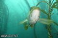 foto de buceo