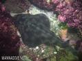 foto de buceo
