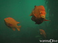 foto de buceo