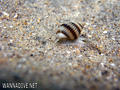 foto de buceo