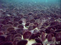 foto de buceo