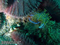 foto de buceo