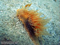 foto de buceo