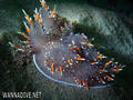 foto de buceo