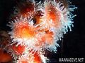 foto de buceo