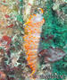 foto de buceo