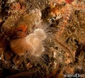 foto de buceo
