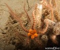 foto de buceo