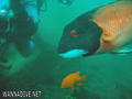 foto de buceo
