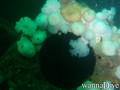 foto de buceo