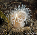 foto de buceo