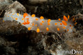 foto de buceo
