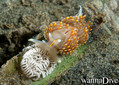 foto de buceo