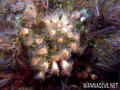foto de buceo