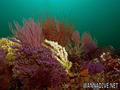 foto de buceo