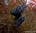 foto de buceo