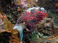 foto de buceo