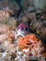 foto de buceo