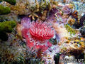 foto de buceo